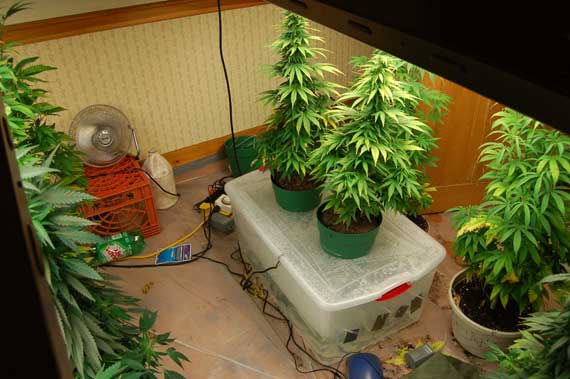Гидропоник марихуана в домашних условиях в голландии выращивал коноплю