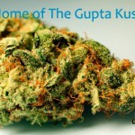 Gupta Kush - вид марихуаны