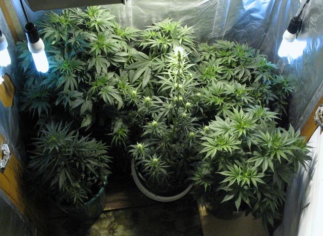 Выращивание марихуаны в доме информация о браузере тор hydraruzxpnew4af