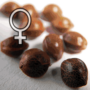 Феминизированные семена