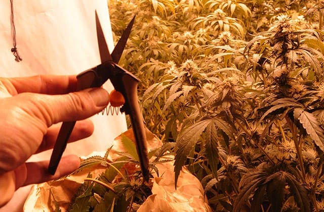 как увеличить урожай марихуаны