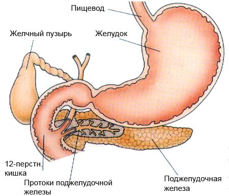 Желудочно-кишечный тракт и конопля