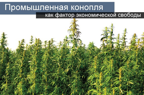 Промышленную коноплю марихуана в российской федерации