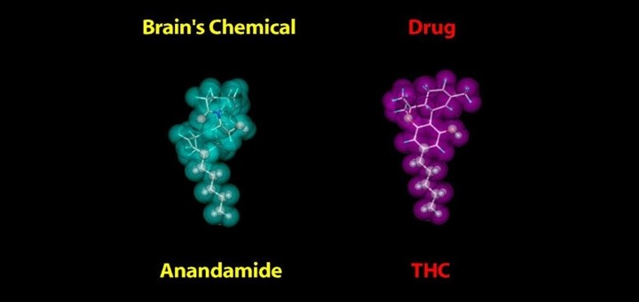 анандамид – один из нескольких каннабиноидов