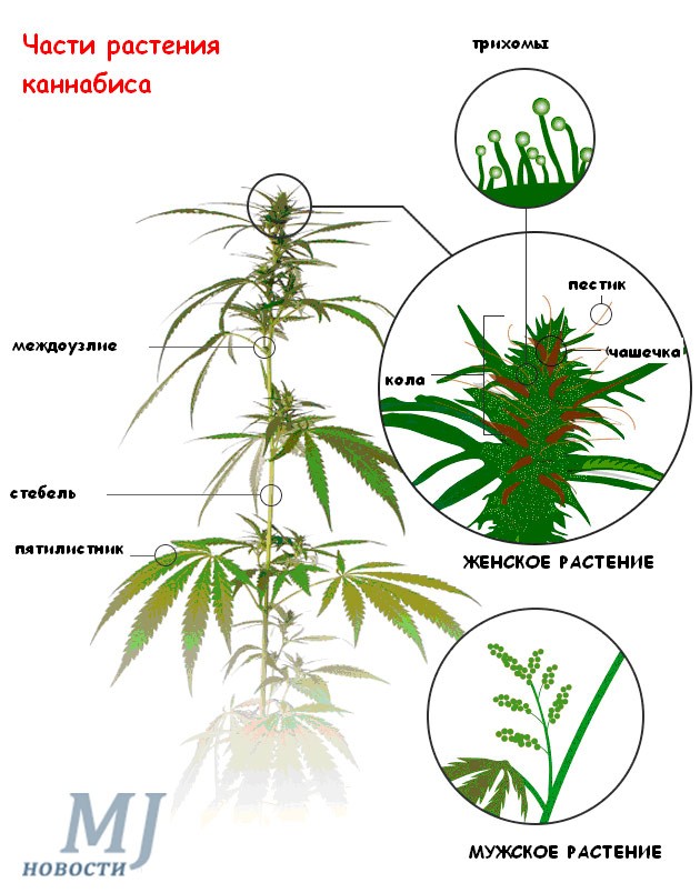 Верхние листья конопли марихуана и гидропоник