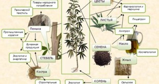 cannabis факты