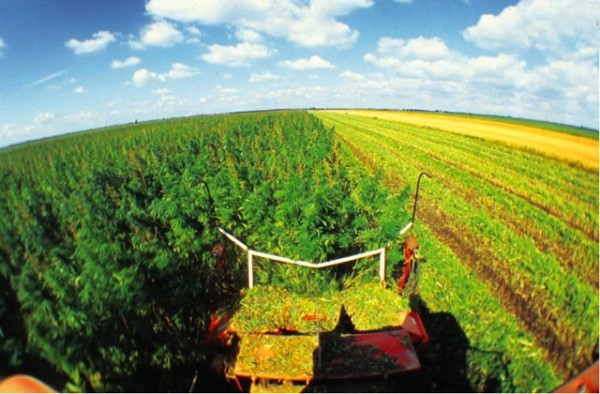 Трава как биотопливо