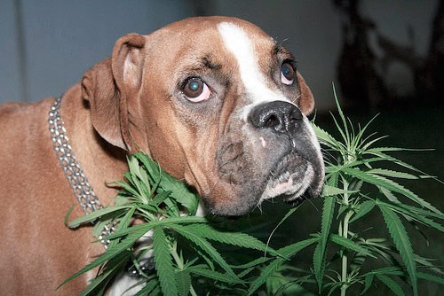 Марихуана для собак сколько длится эффект марихуаны