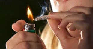 marijuana iq
