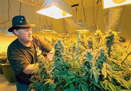Выращивание марихуаны