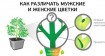 Растения женские и мужские