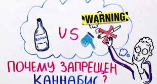 Почему запрещен каннабис