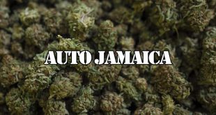 сорт auto jamaica