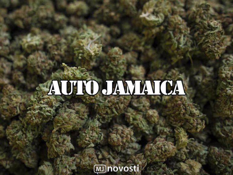 сорт auto jamaica