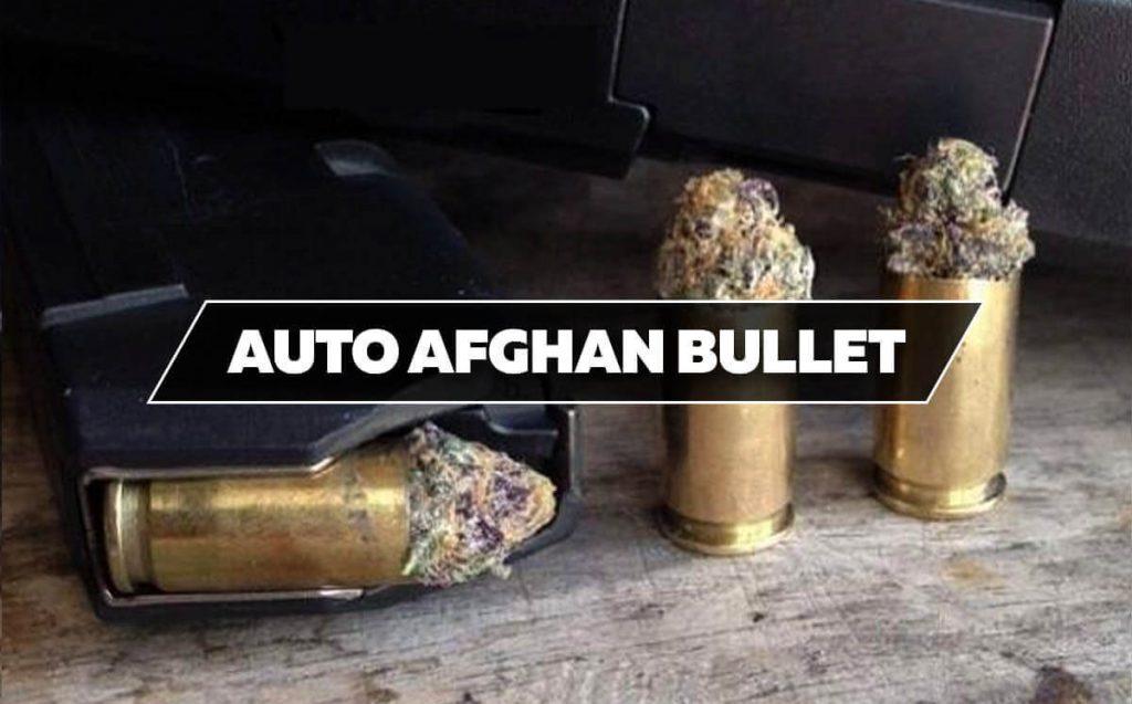 Afghan bullet