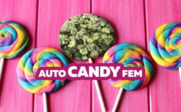 Auto candy fem