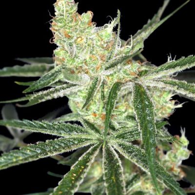 Auto Afghan Bullet