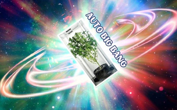 Auto Big Bang Divine Seeds