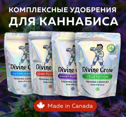марихуана сорта доктор гринспун марихуана сорта доктор гринспун