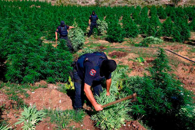 Ликвидация растений каннабиса сотрудниками полиции
