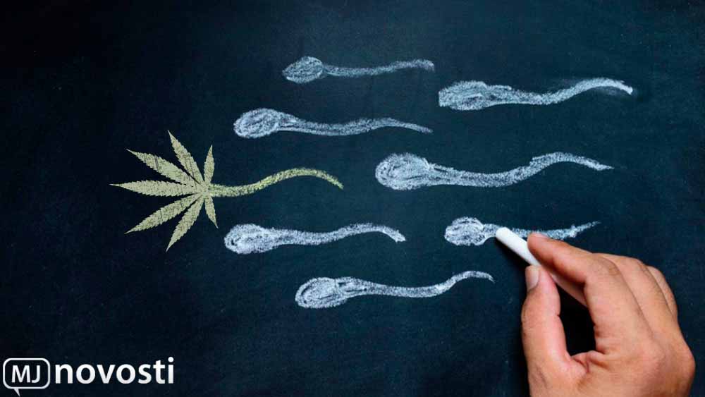 Влияние марихуаны на сперму