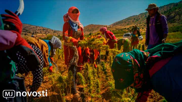 сбор урожая марихуаны в Ливане