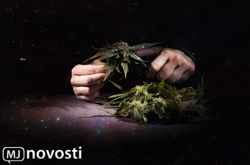 Привыкание марихуане хранение конопли в украине