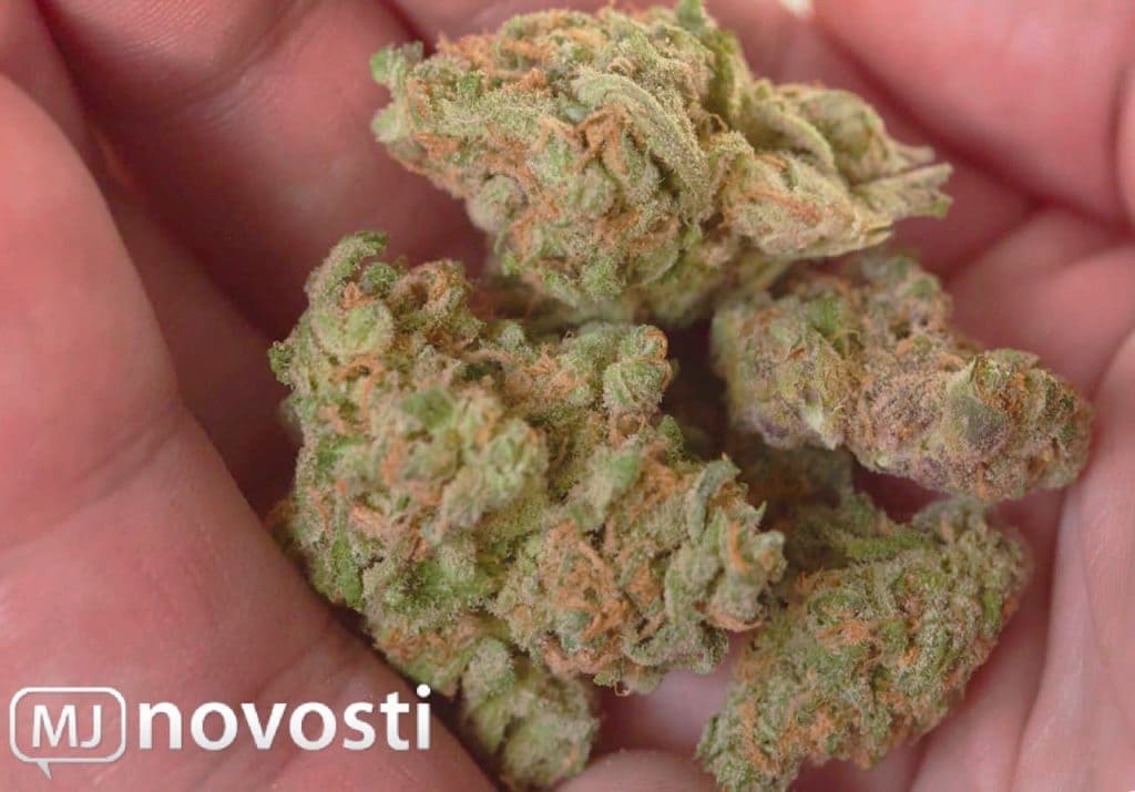 как определить дозировку марихуаны