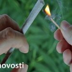 передозировка марихуаной: косяк с травой