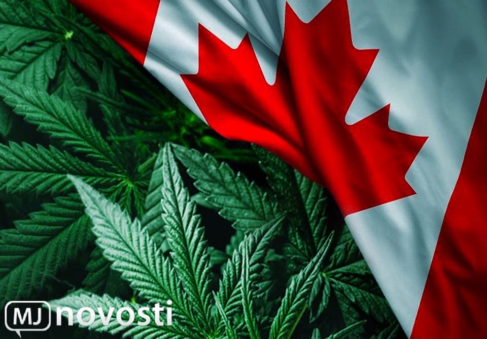 канадская марихуана: перспективы каннаиндустрии