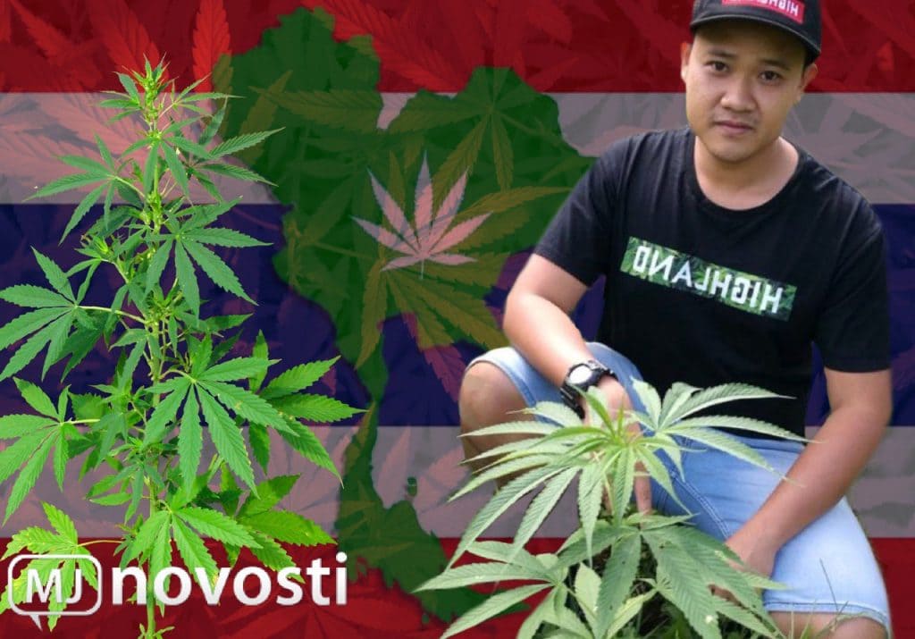 Выращивание конопли в Таиланде