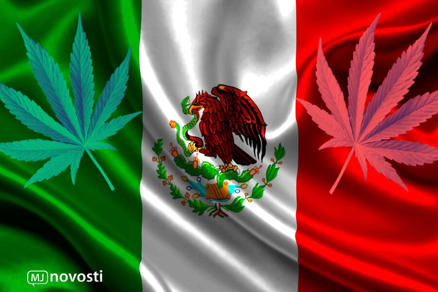 легализация марихуаны в мексике