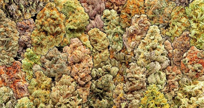 Закон сша о марихуане гидра ссылка на тор онион hydraruzxpnew8onion com