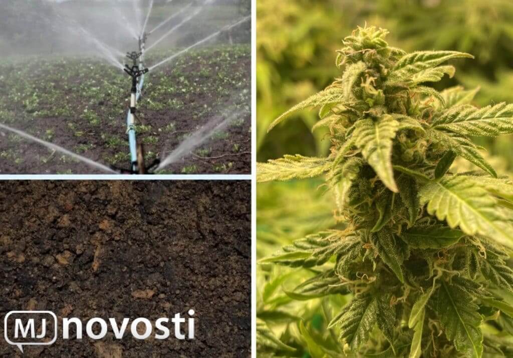 Конопли полезна для почвы и не требует много воды